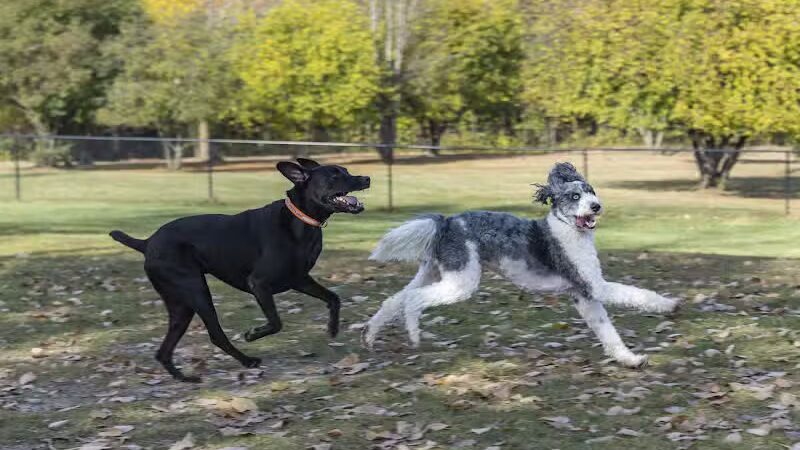 Northville Dog Park - Northville Township, MI