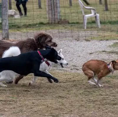 Northville Dog Park - Northville Township, MI