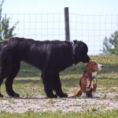 Northville Dog Park - Northville Township, MI
