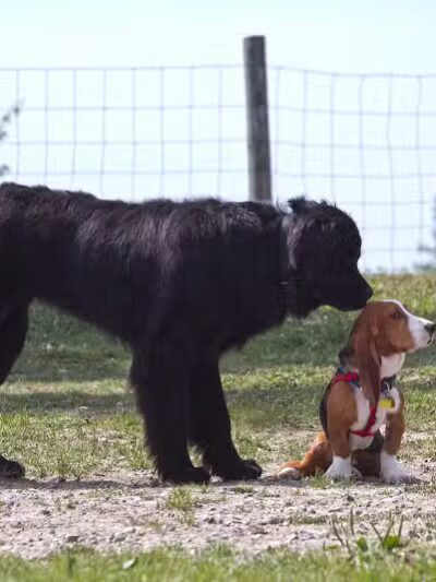 Northville Dog Park - Northville Township, MI