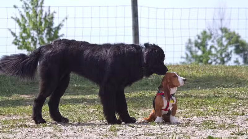 Northville Dog Park - Northville Township, MI