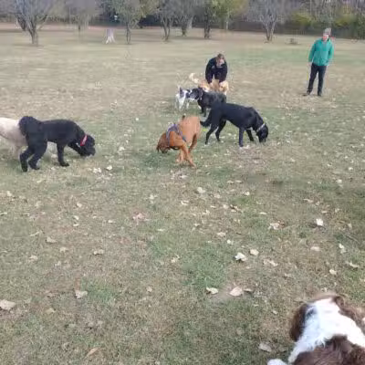 Northville Dog Park - Northville Township, MI