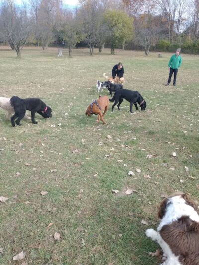 Northville Dog Park - Northville Township, MI
