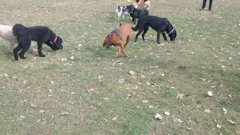 Northville Dog Park - Northville Township, MI