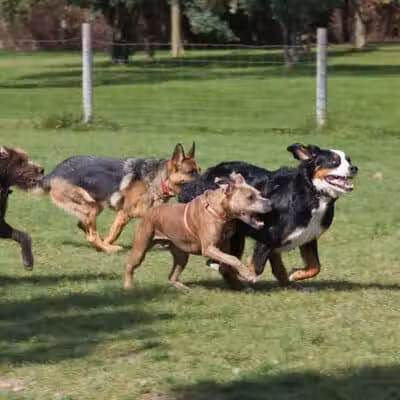 Northville Dog Park - Northville Township, MI