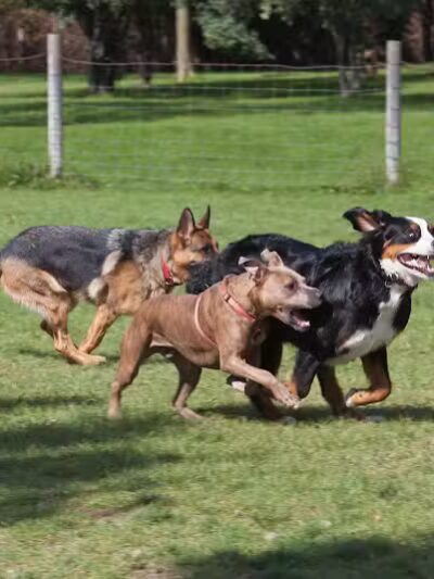 Northville Dog Park - Northville Township, MI