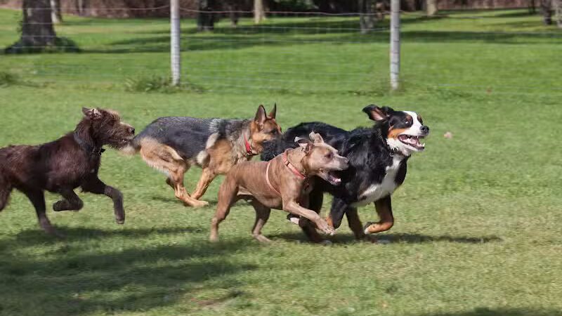 Northville Dog Park - Northville Township, MI