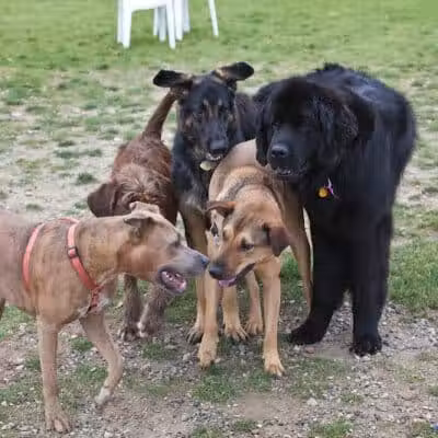 Northville Dog Park - Northville Township, MI