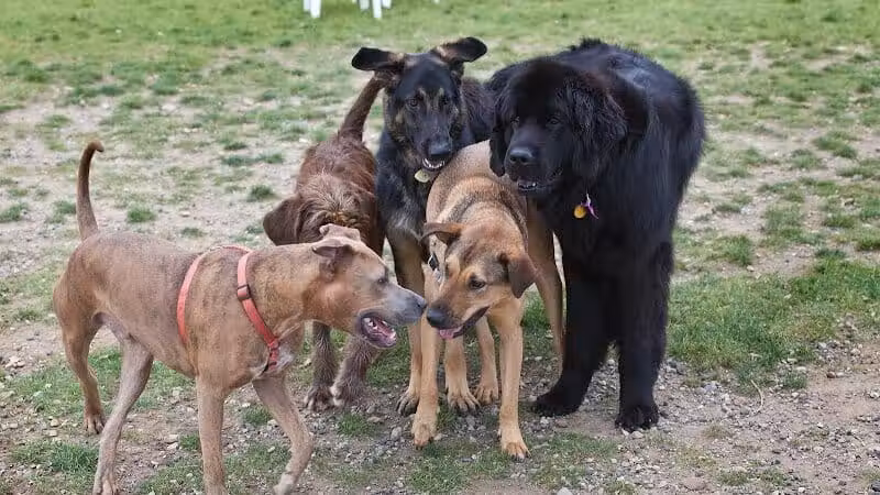 Northville Dog Park - Northville Township, MI