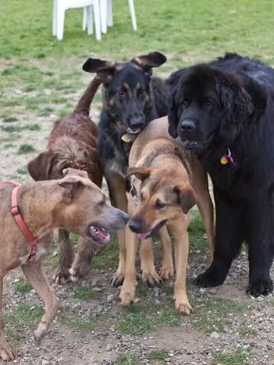 Northville Dog Park - Northville Township, MI