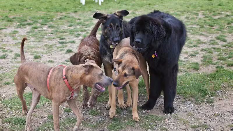 Northville Dog Park - Northville Township, MI