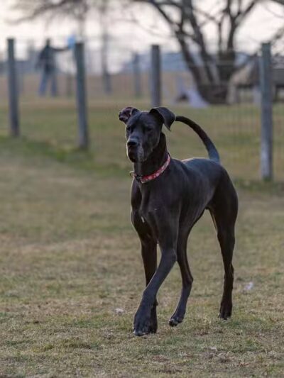 Northville Dog Park - Northville Township, MI