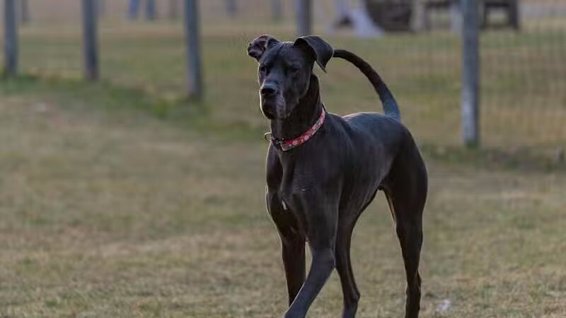 Northville Dog Park - Northville Township, MI