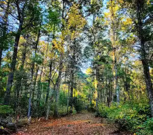 Blueberry Knoll Wildlife Area - Norton, MA