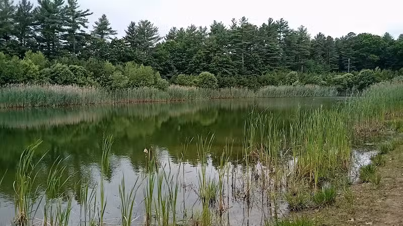Gertrude Cornish Forest - Norton, MA