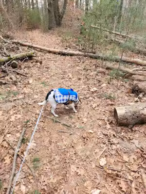 Johnson Woods - Norton, MA