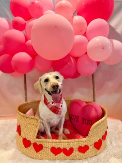 Stone Dog Inn & Spaw - Norton, MA