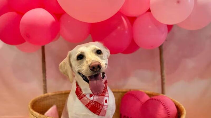 Stone Dog Inn & Spaw - Norton, MA