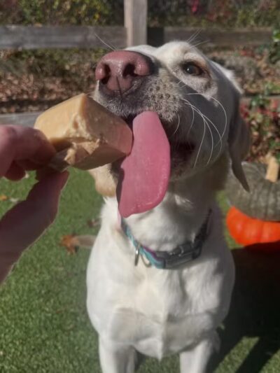 Stone Dog Inn & Spaw - Norton, MA