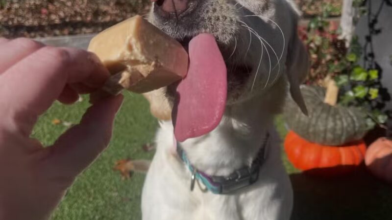 Stone Dog Inn & Spaw - Norton, MA