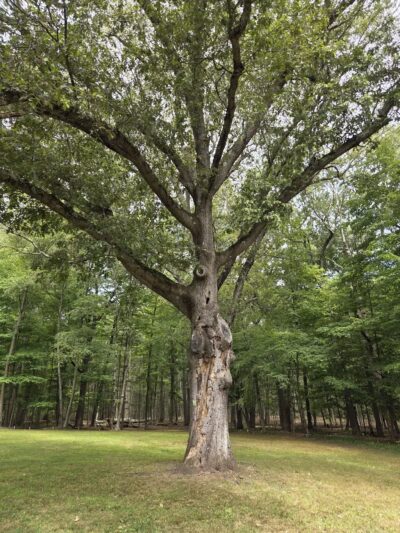 Cranbury dog park - Norwalk, CT