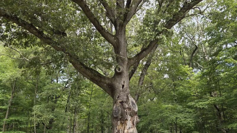 Cranbury dog park - Norwalk, CT