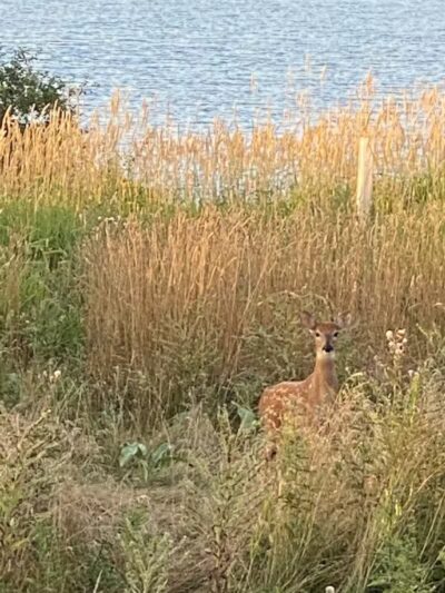 Strawberry Lake Park - Norway,