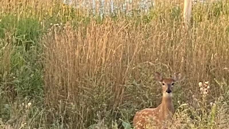 Strawberry Lake Park - Norway,