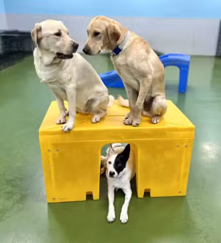 Dogtopia of Norwell - Norwell, MA
