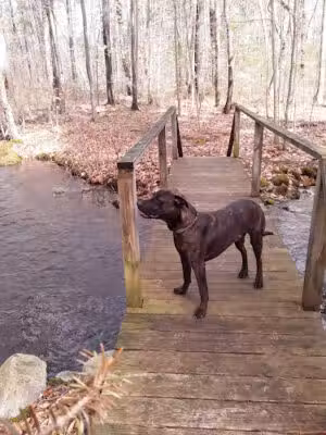 Miller Woods & Fogg Forest Parking - Norwell, MA