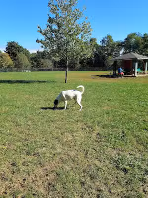 Estelle Cohn Memorial Dog Park - Norwich, CT