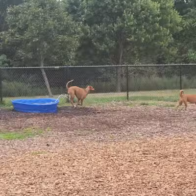Estelle Cohn Memorial Dog Park - Norwich, CT
