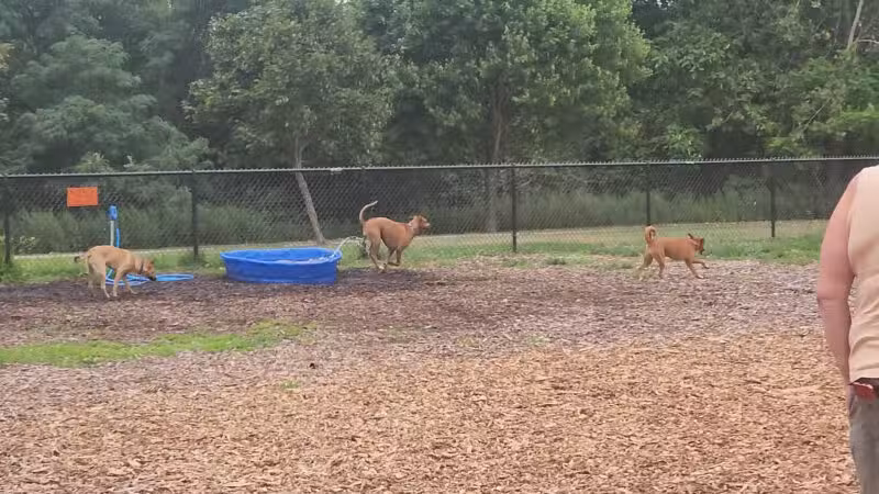 Estelle Cohn Memorial Dog Park - Norwich, CT