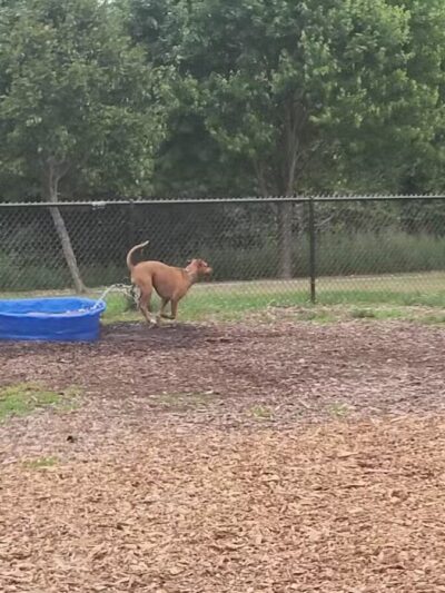 Estelle Cohn Memorial Dog Park - Norwich, CT