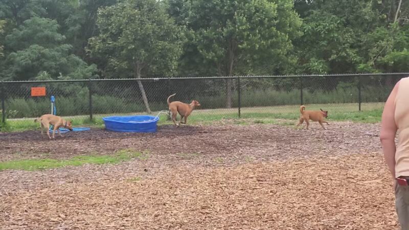 Estelle Cohn Memorial Dog Park - Norwich, CT