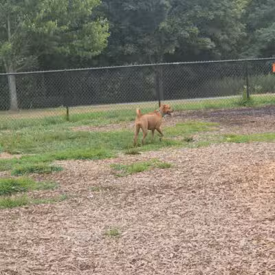 Estelle Cohn Memorial Dog Park - Norwich, CT