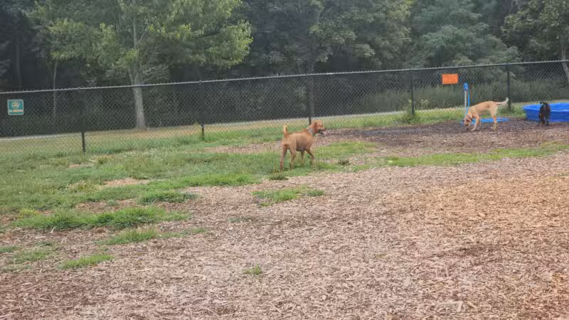 Estelle Cohn Memorial Dog Park - Norwich, CT