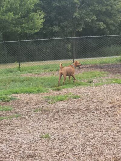 Estelle Cohn Memorial Dog Park - Norwich, CT