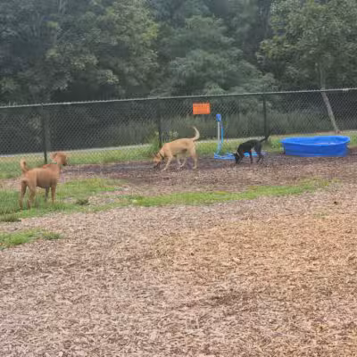 Estelle Cohn Memorial Dog Park - Norwich, CT