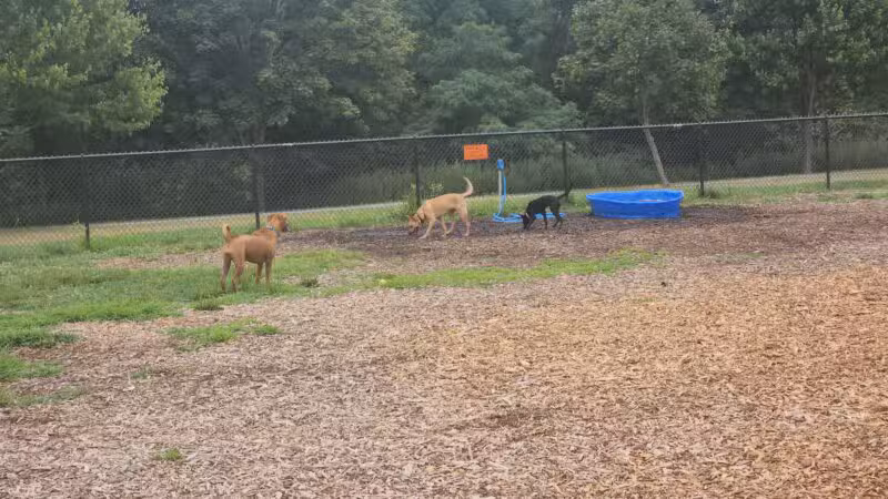 Estelle Cohn Memorial Dog Park - Norwich, CT