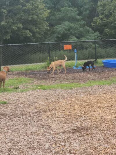 Estelle Cohn Memorial Dog Park - Norwich, CT