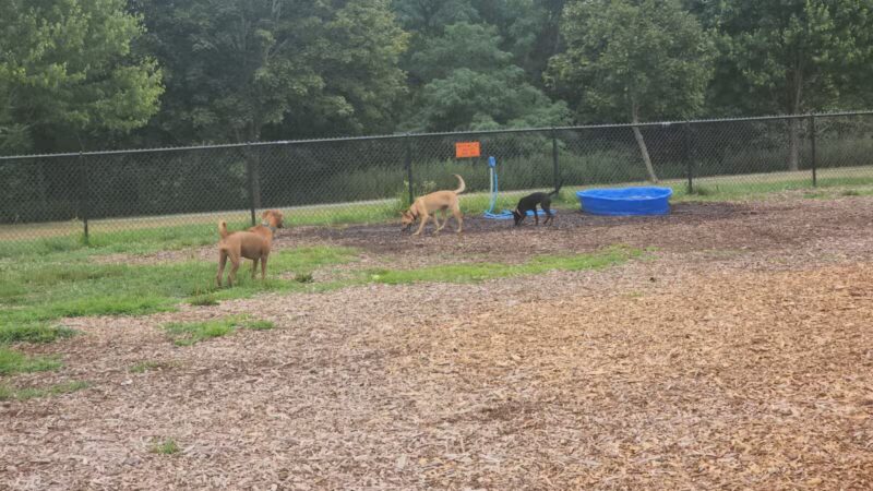 Estelle Cohn Memorial Dog Park - Norwich, CT