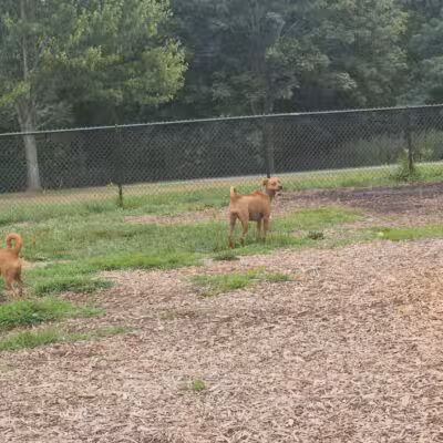 Estelle Cohn Memorial Dog Park - Norwich, CT