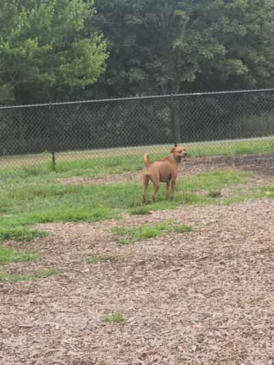 Estelle Cohn Memorial Dog Park - Norwich, CT