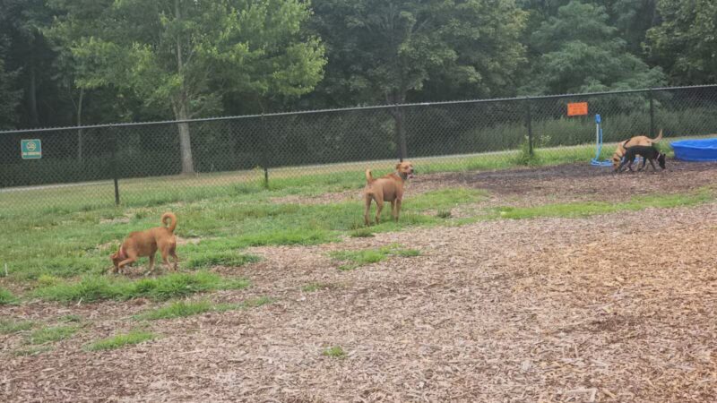 Estelle Cohn Memorial Dog Park - Norwich, CT
