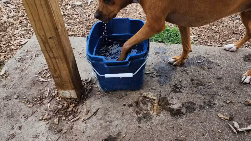 Estelle Cohn Memorial Dog Park - Norwich, CT