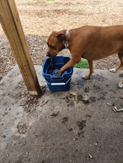 Estelle Cohn Memorial Dog Park - Norwich, CT