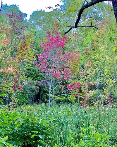 Shattuck Park - Norwood, MA