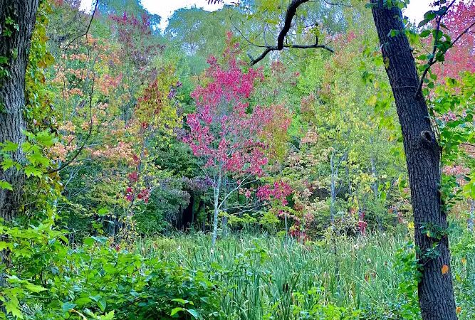 Shattuck Park - Norwood, MA