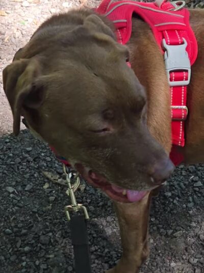 Shattuck Park - Norwood, MA